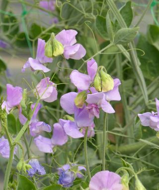 Lathyrus odoratus 'Spring Sunshine Lilac'