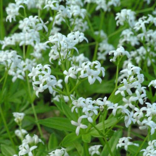 Perennial Farm Marketplace Galium Odoratum (sweet Woodruff) Groundcover, Size-#1 Container, White Flowers