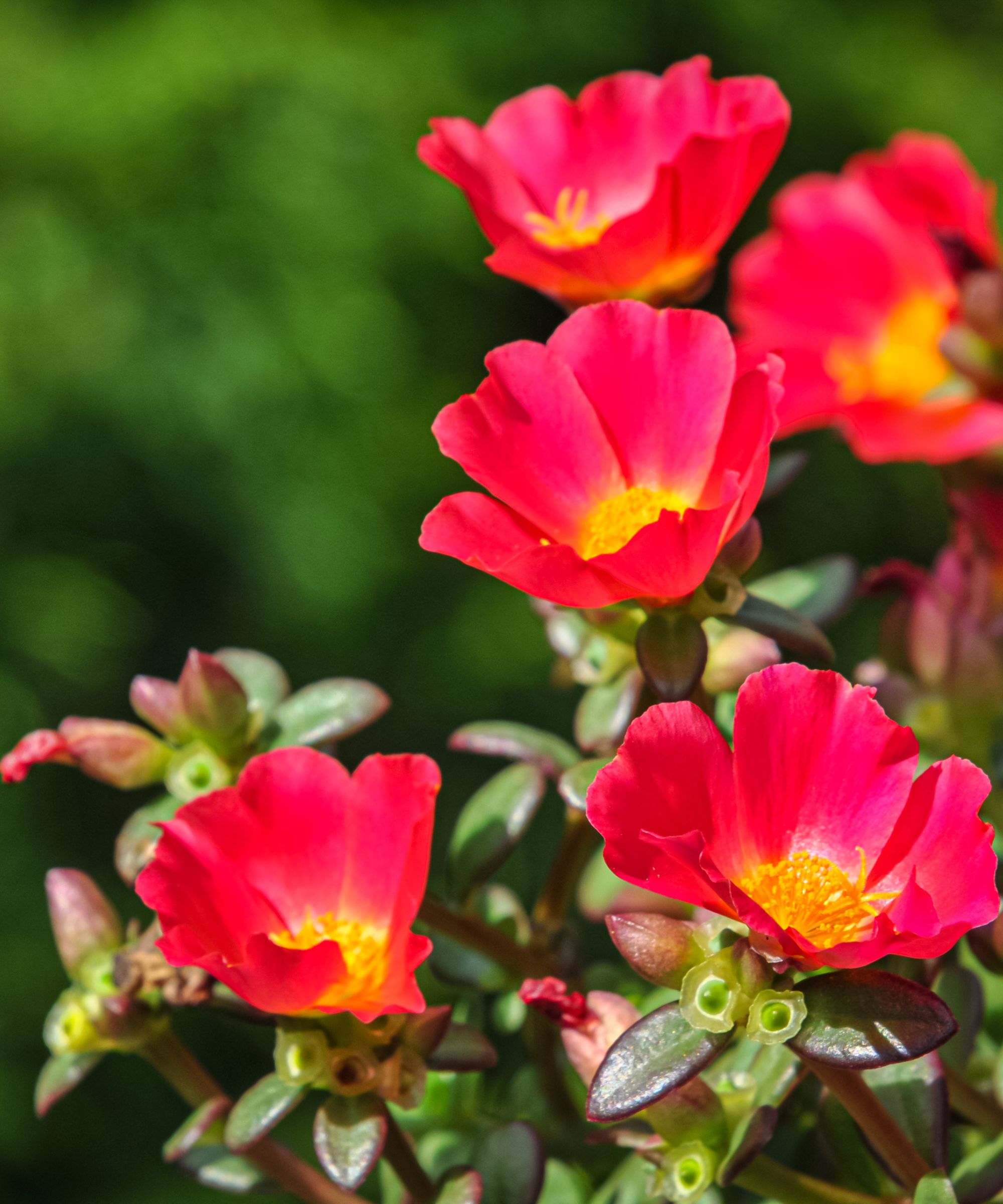 Hot pink portulaca flowers