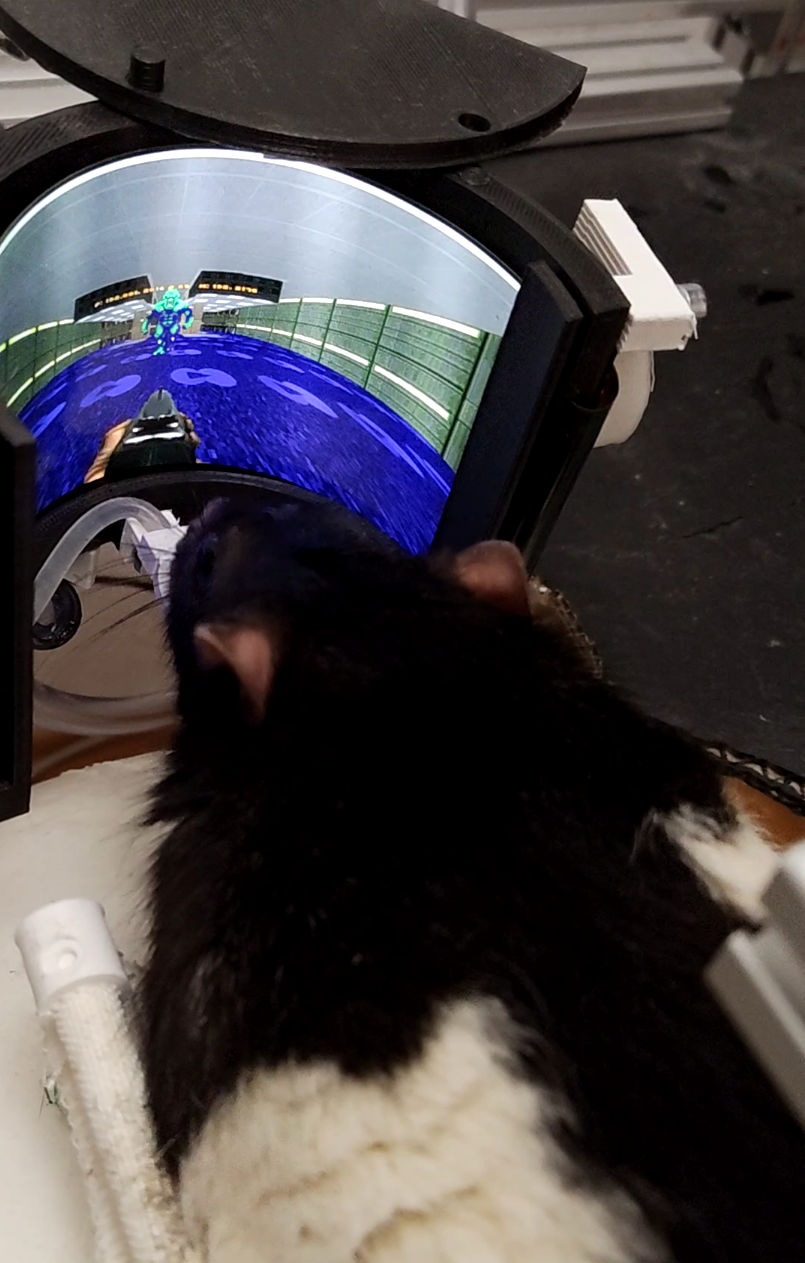 A rat playing Doom.