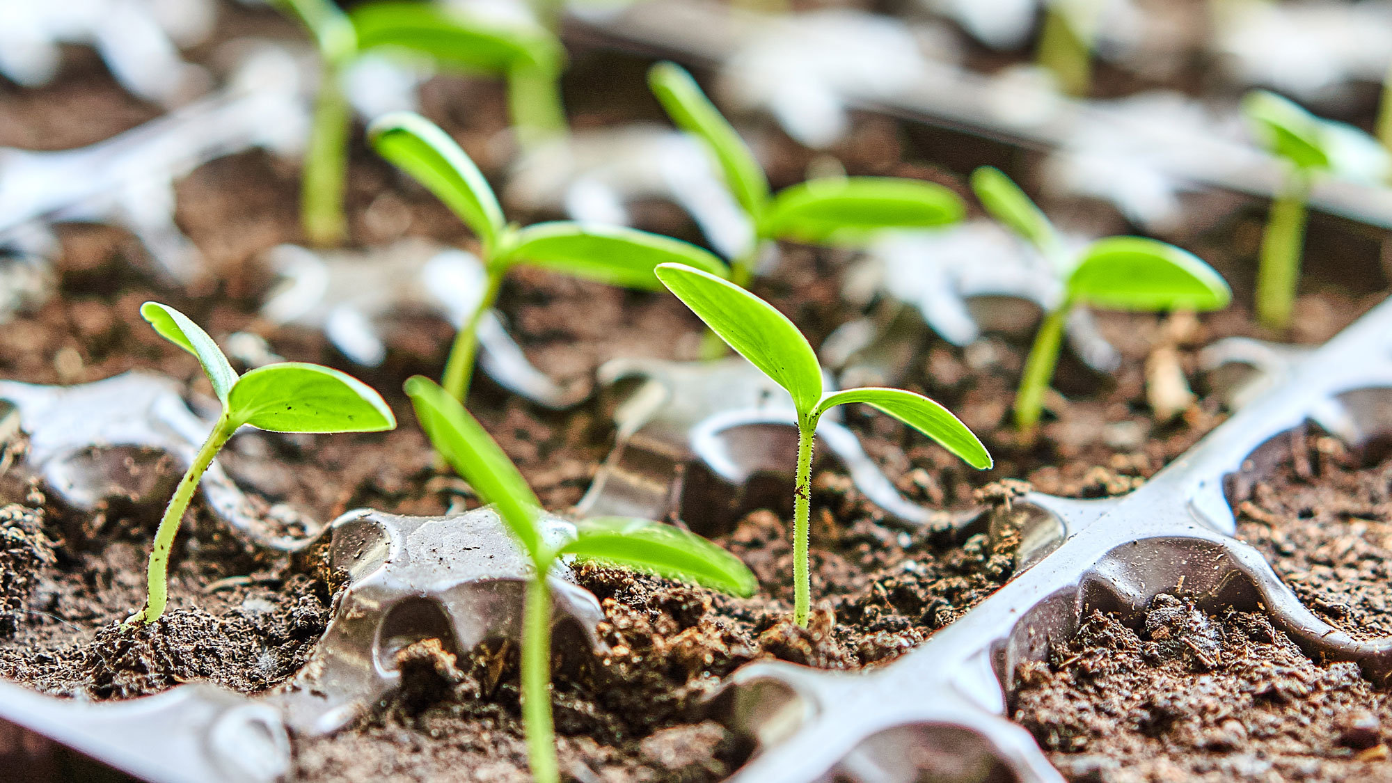 vegetable seedlings growing in seed tray