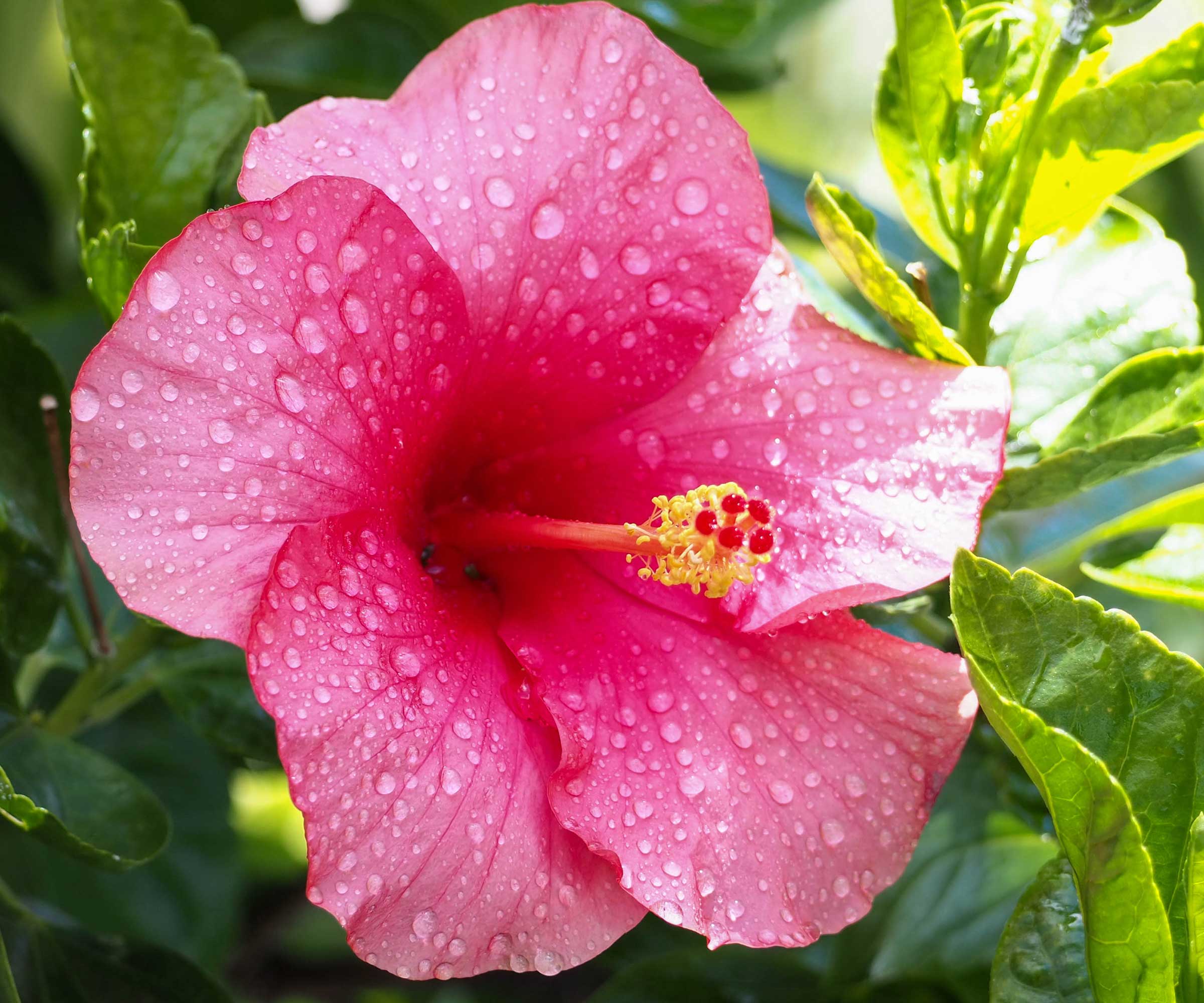 pink hibiscus flower