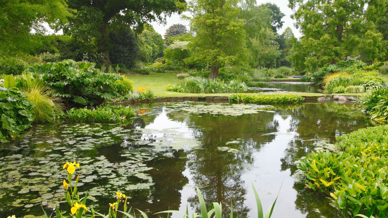 An example of Japanese garden ideas showing a large pond with Japanese plants and trees around