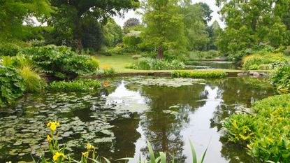 An example of Japanese garden ideas showing a large pond with Japanese plants and trees around