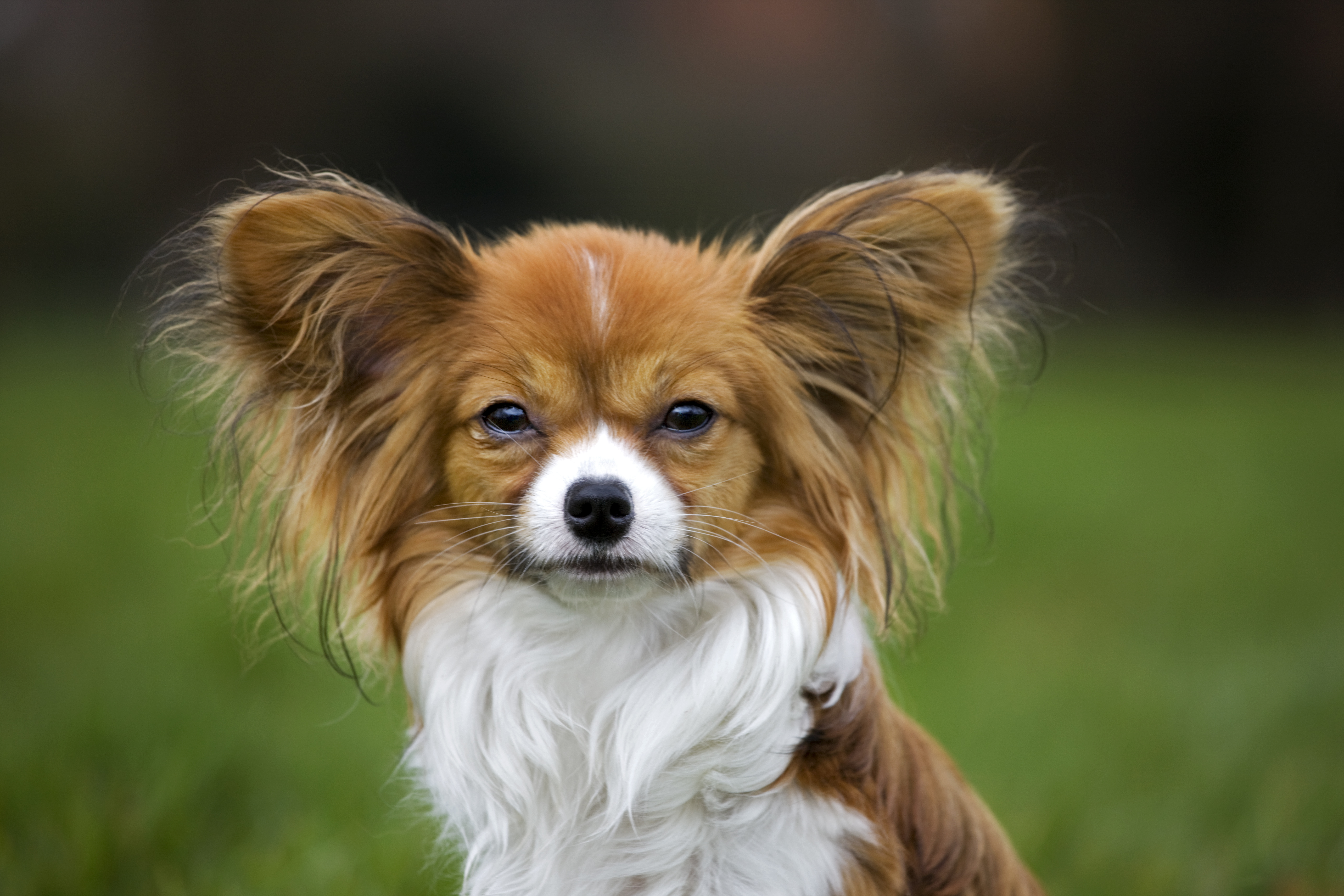 Portrait of a papillon dog on a grassy field