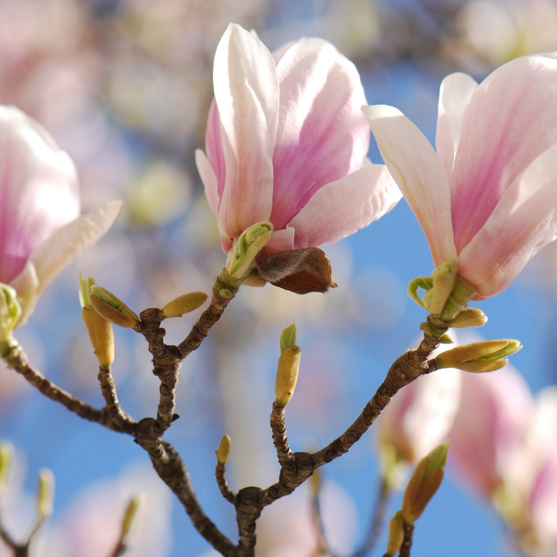 Magnolia &amp;times; Soulangeana