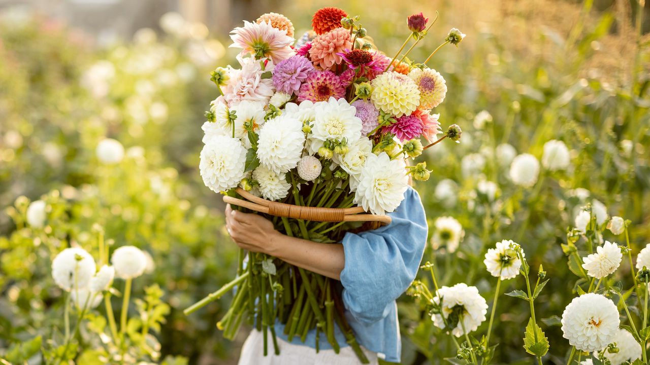 Woman holding large bunch of dahlia flowers from her cutting garden. The long-lasting cut flowers are shown in a range of colors and bloom types