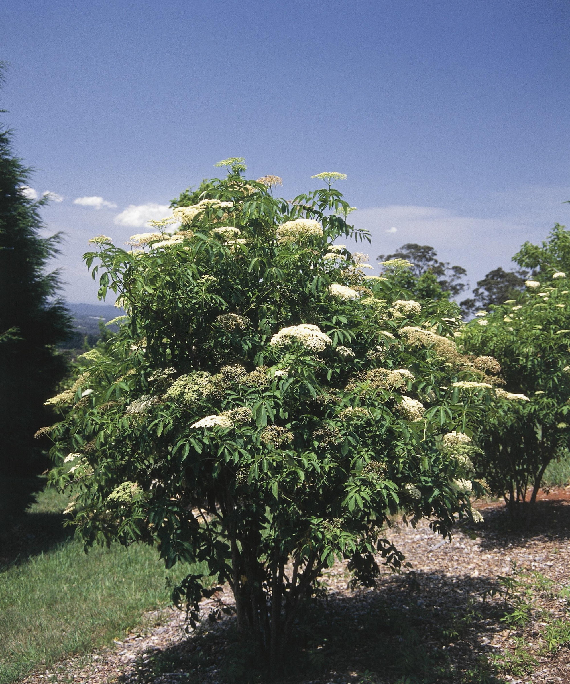 An American Elderberry tree in flower