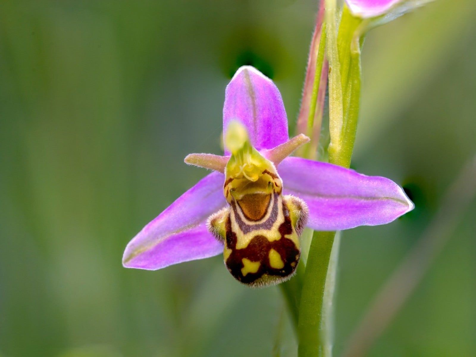 Plants That Look Like Animals