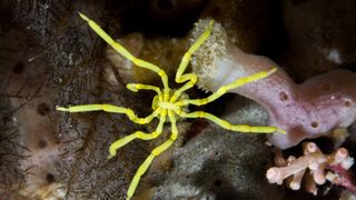 A close-up of a yellow sea spider. 