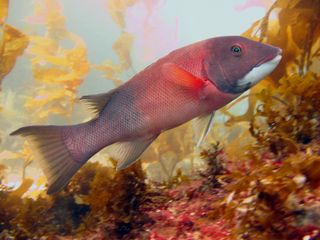 A red and pink fish swims next to seaweed.