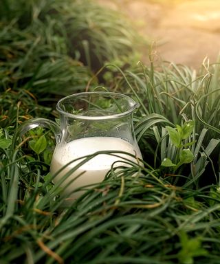 milk jug in grass