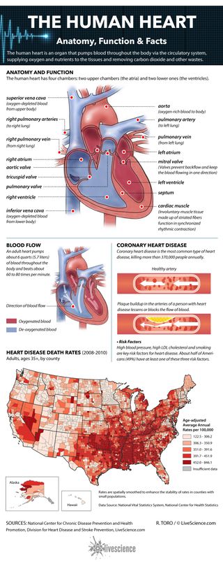 Facts about the human heart.