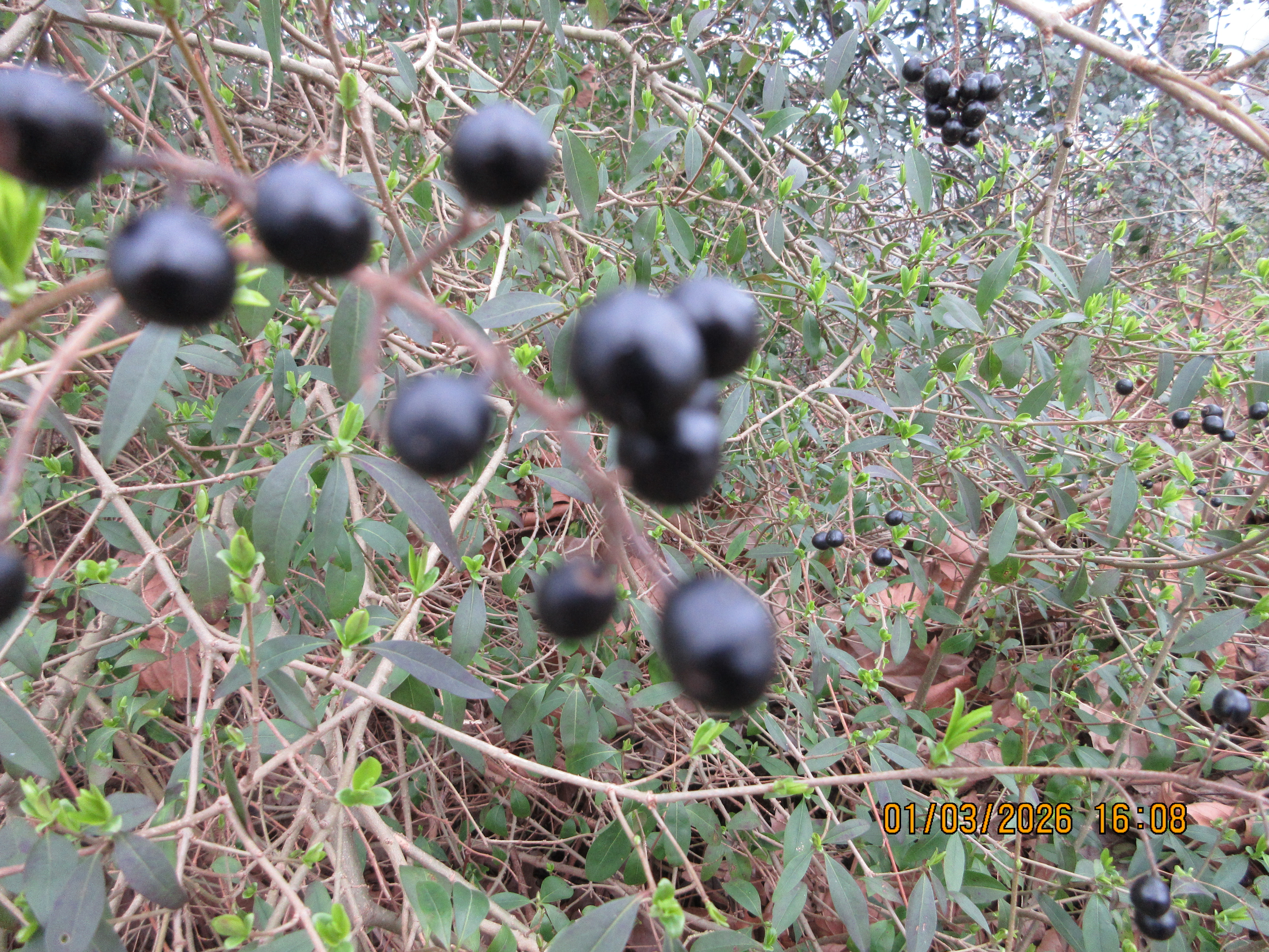 A photo taken on a Canon PowerShot Elph 360 HS A / IXUS 285 HS A compact camera