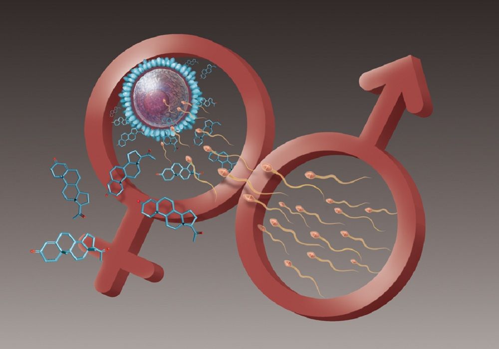 Progesterone is a female steroid hormone produced by ovarian cells surrounding the egg. This hormone stimulates sperm cells and attracts them toward the egg through a special sperm-only receptor. 