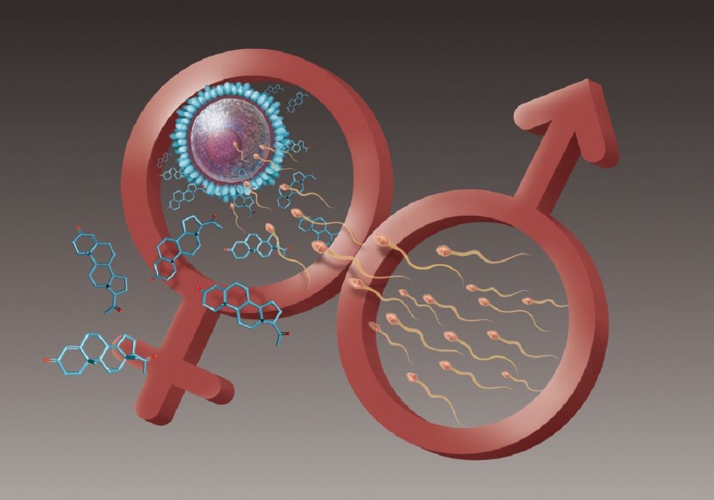 Wiggle Room Female Hormone Helps Sperm Meet Egg  Live -7396
