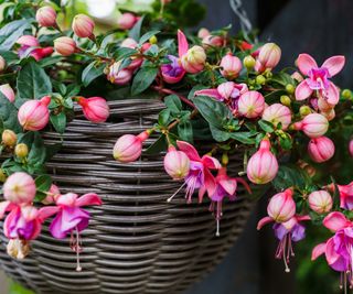 fuchsia flowers and buds in hanging basket