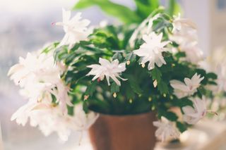 white flowering Christmas cactus