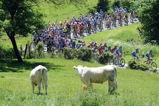 Some cows completely ignore the passing race.