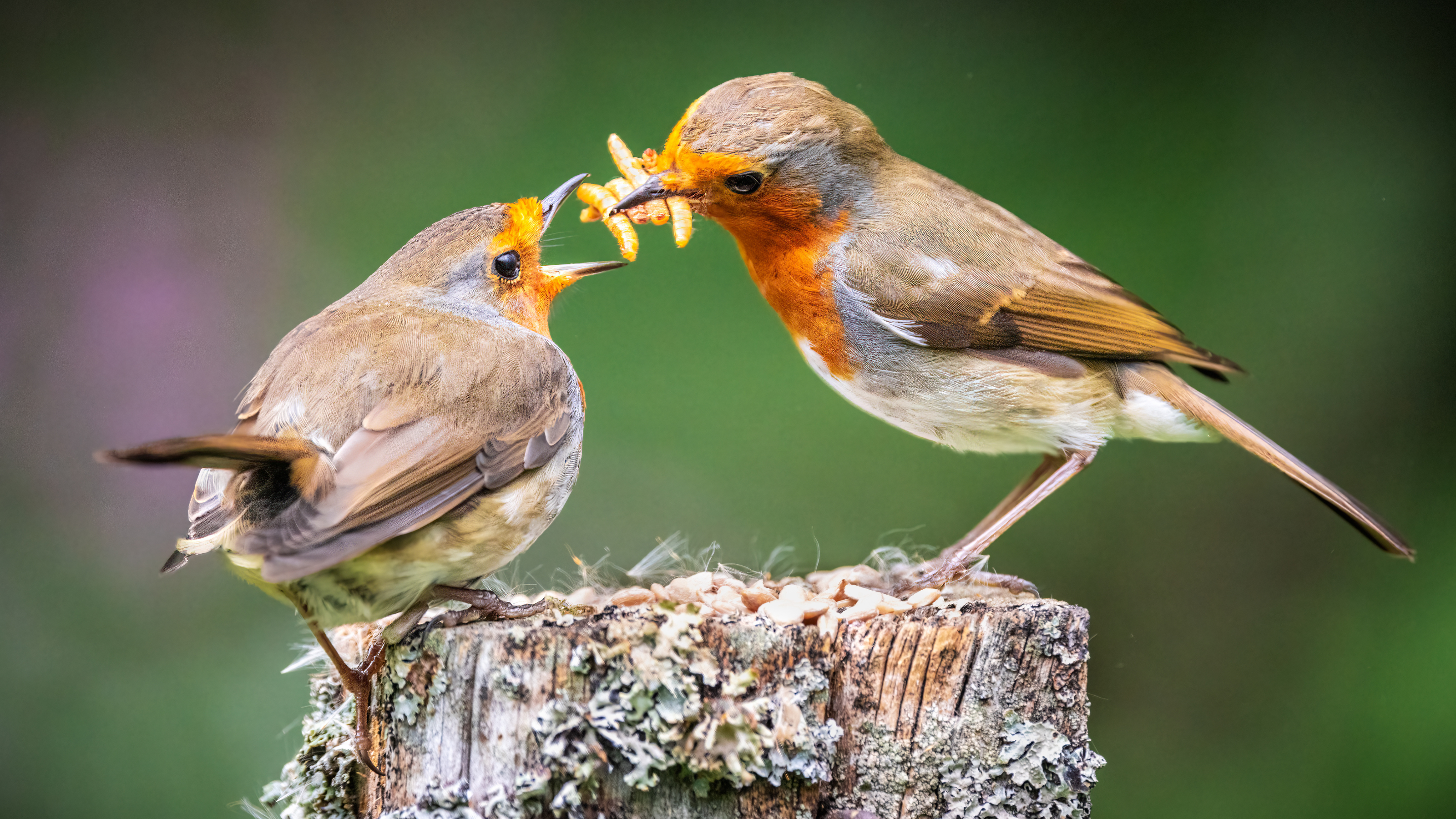 Two robins sharing a meal of mealworms.