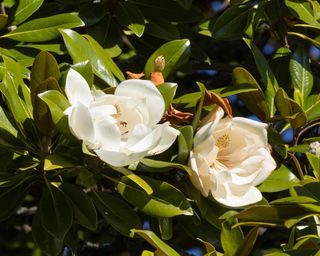 close up of the flowers of a magnolia grandiflora