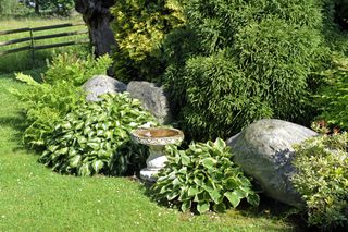 A garden with hostas and a fountain