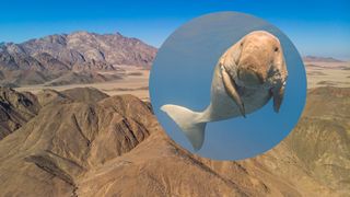 A modern dugong (top right) shown over the Eastern Desert of Egypt, which was home to ancient Sirenia about 40 million years ago.