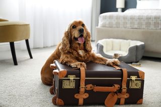 Dog sitting on suitcase in hotel