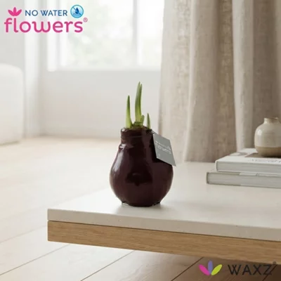 Burgundy Waxed Amaryllis (hippeastrum)