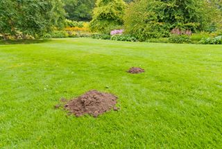 a lawn with mole hills