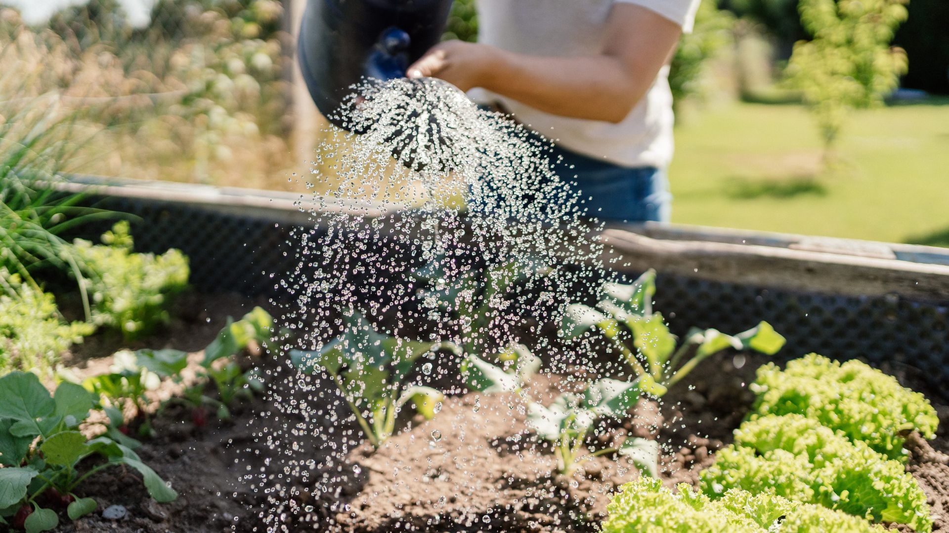 picture of woman watering vegetable patch in garden