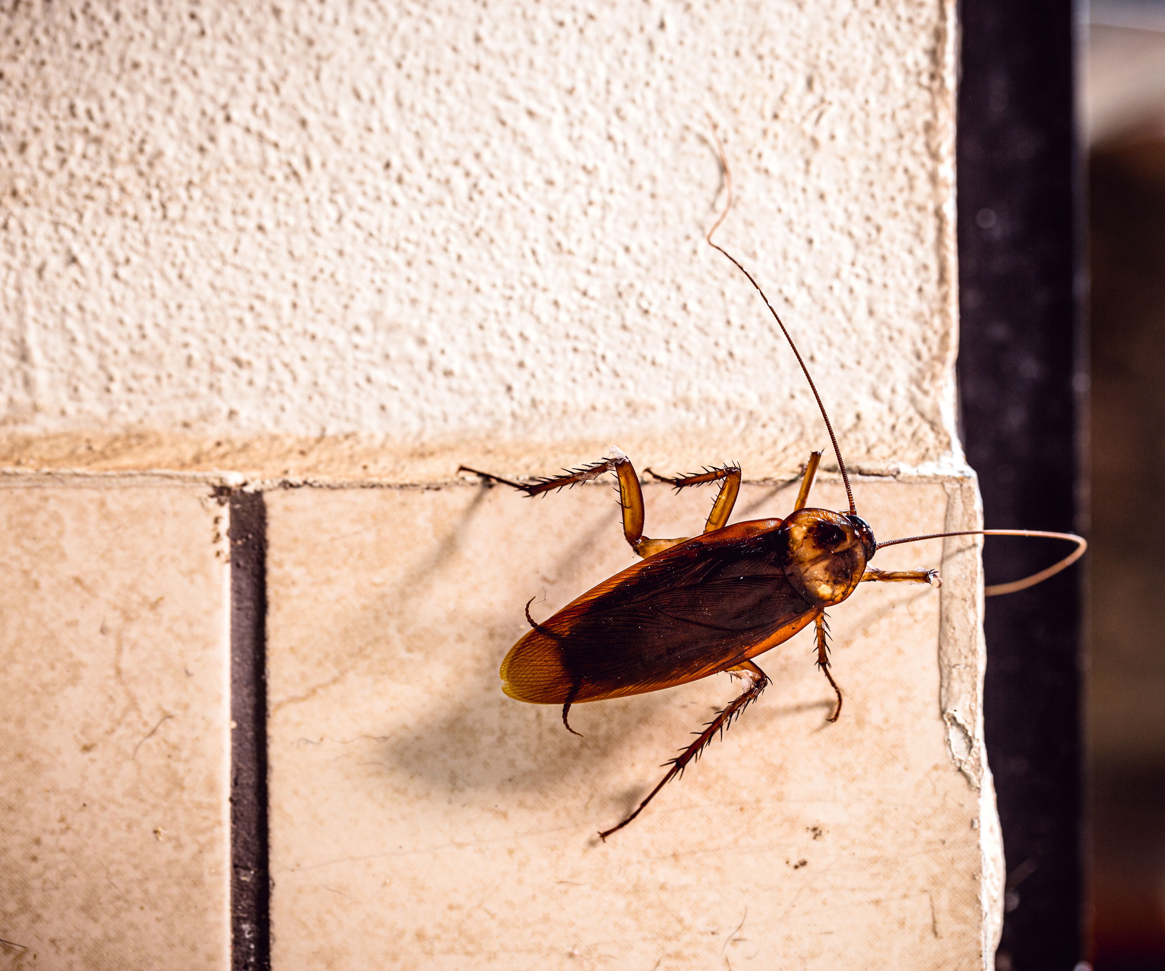 cockroach on home brickwork near gaps