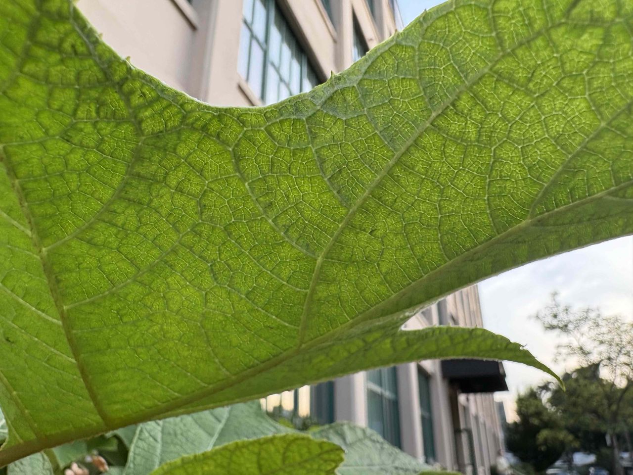Apple iPhone 16 Plus Review, Camera Samples