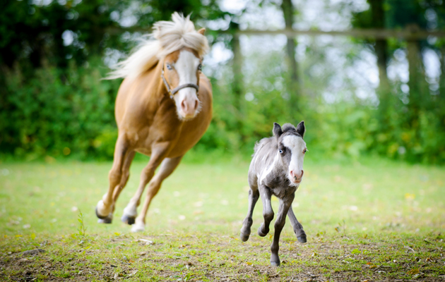 smallest horse