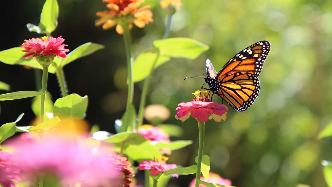 butterfly on flower