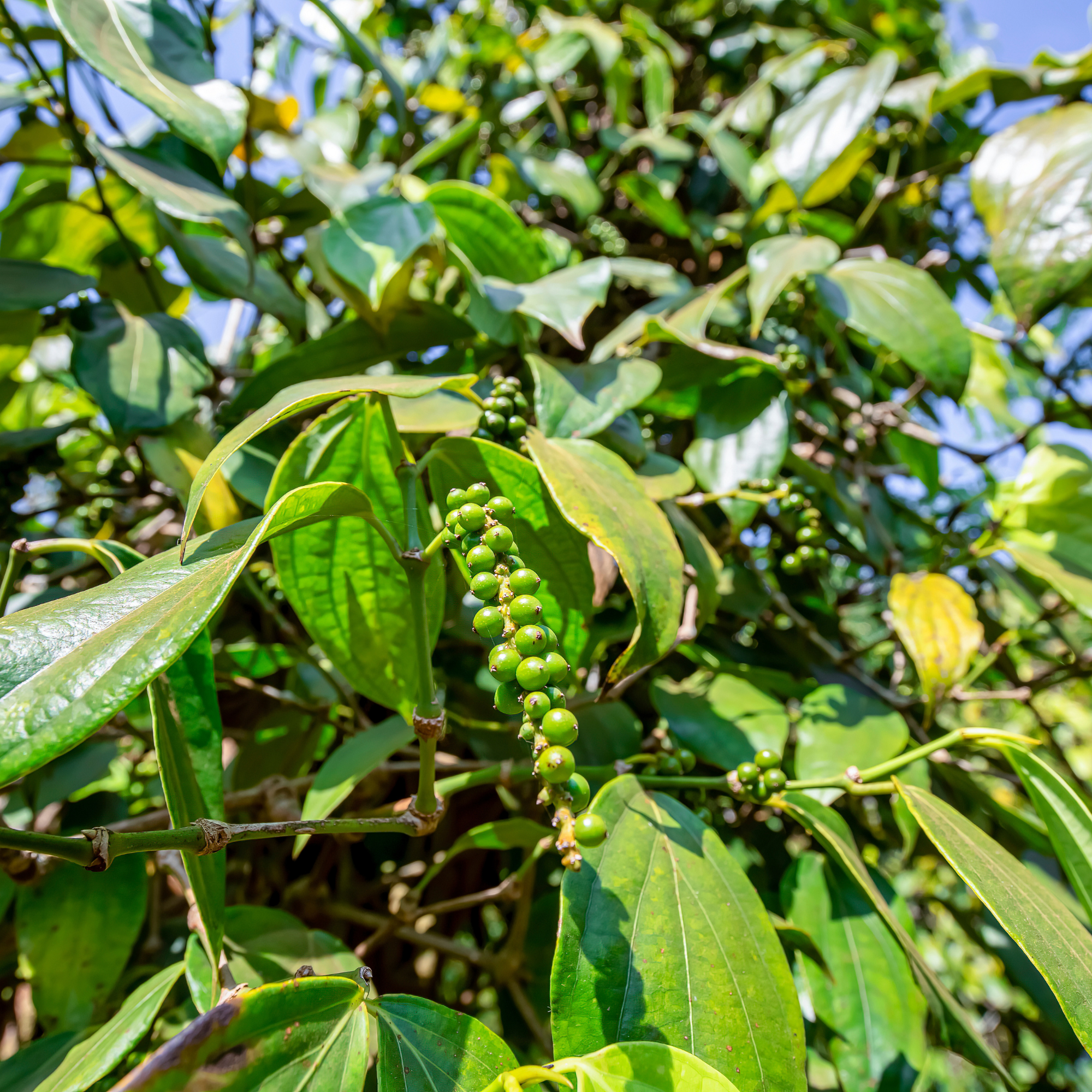 black pepper plant