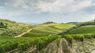 Chianti vineyard