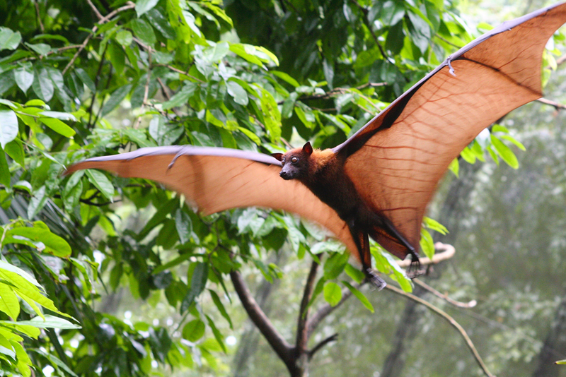 flying fox