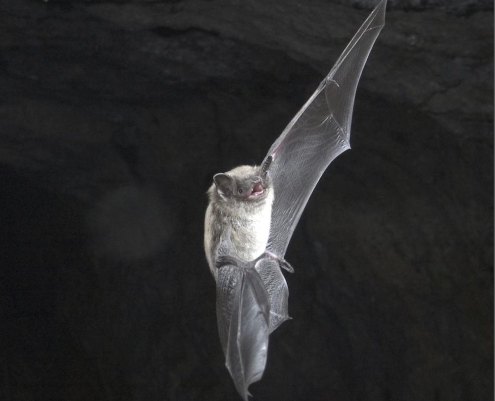 What Are Bats' Favorite Foods? The Truth Lies in the Poop Live Science