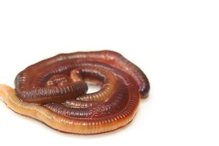 Worms do have something in their mouth that they can poke out, like a tongue. It is called a stylet.