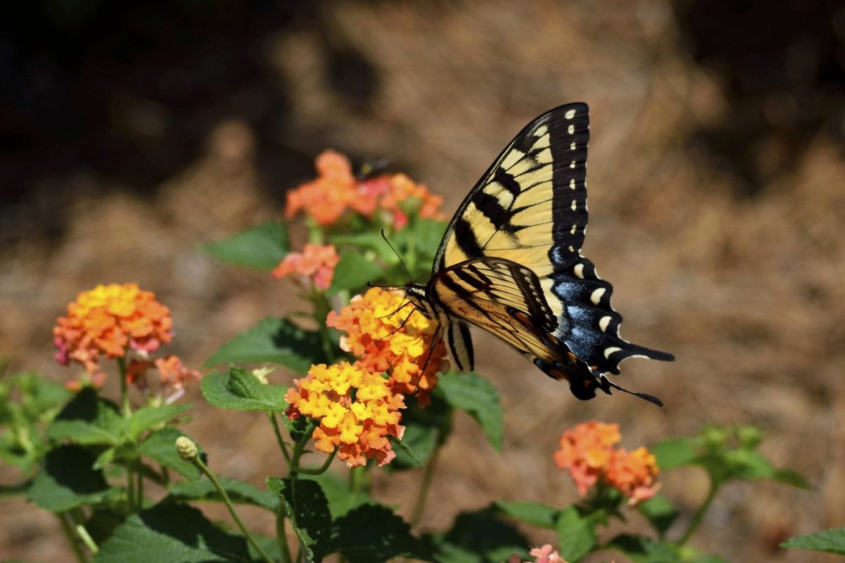 Getting Butterflies In The Garden Attracting Butterflies With Lantana