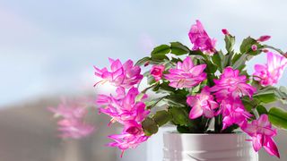 A blooming Christmas cactus on a windowsill