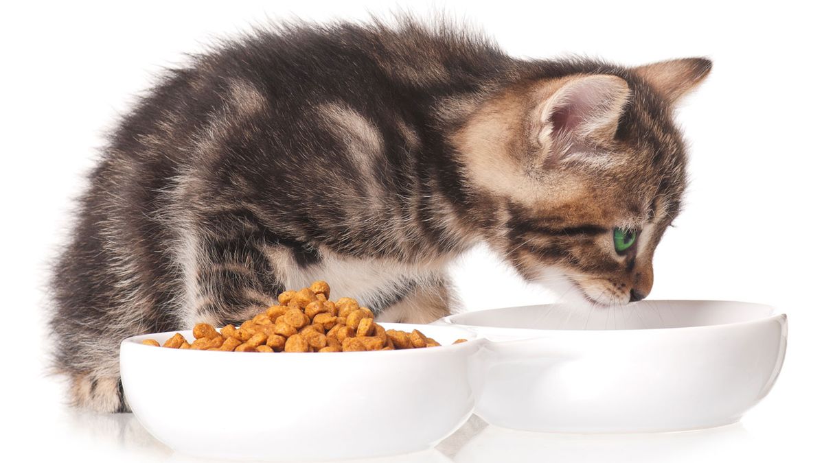 Why is my kitten drinking a lot of water? We spoke to a vet to find out