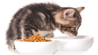 A kitten with a bowl of dry food and a bowl of water