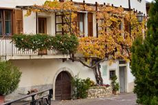 The centenary vine of Magr&egrave;