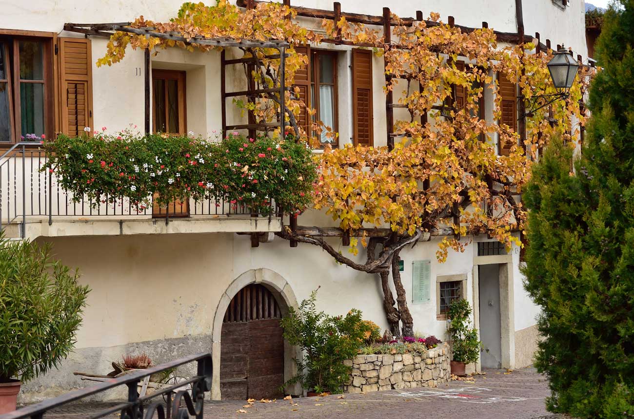 The centenary vine of Magr&egrave;