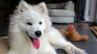 cutest dog breeds Samoyed