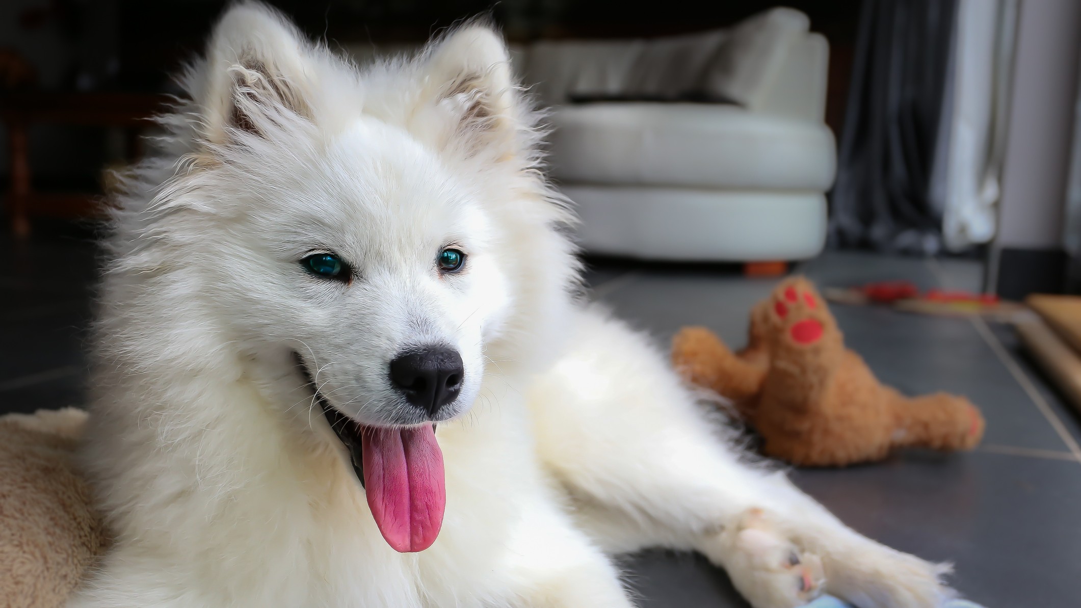 15 cutest dog breeds in the world | PetsRadar