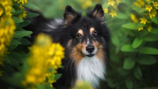 Shetland Sheepdog