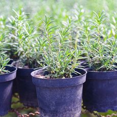 several potted rosemary plants 